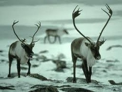 Animals - Northern Russia Tundra